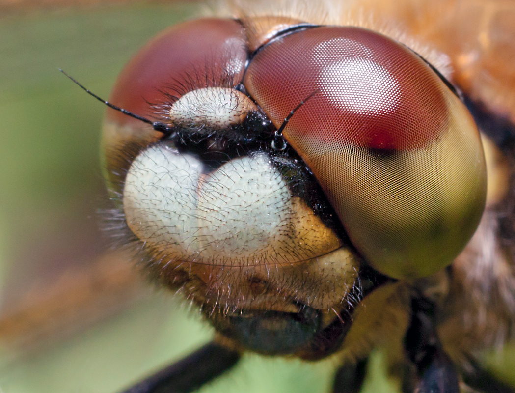 photo "***" tags: macro and close-up, 