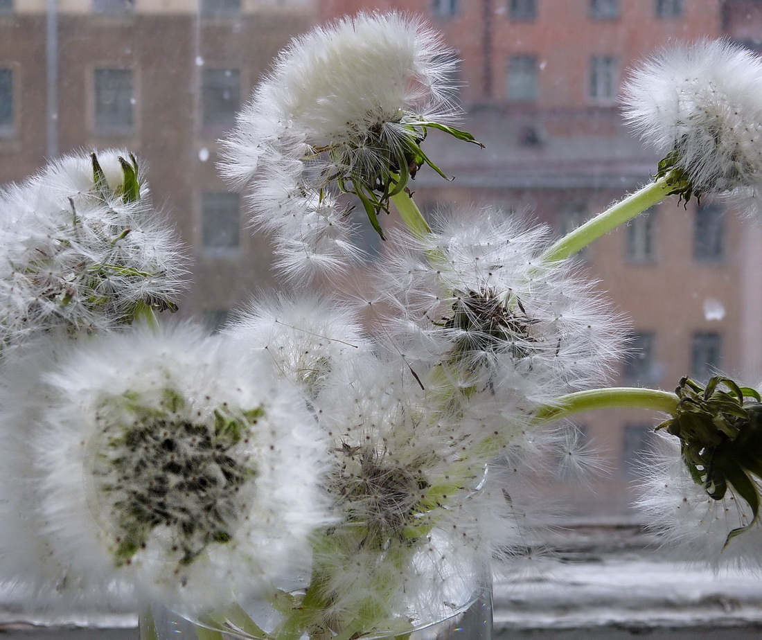 photo "***" tags: still life, 