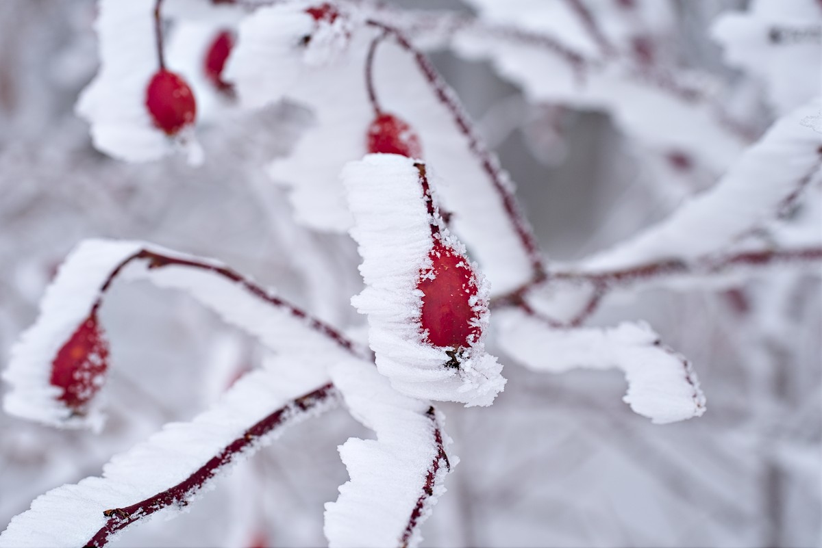 photo "***" tags: macro and close-up, 