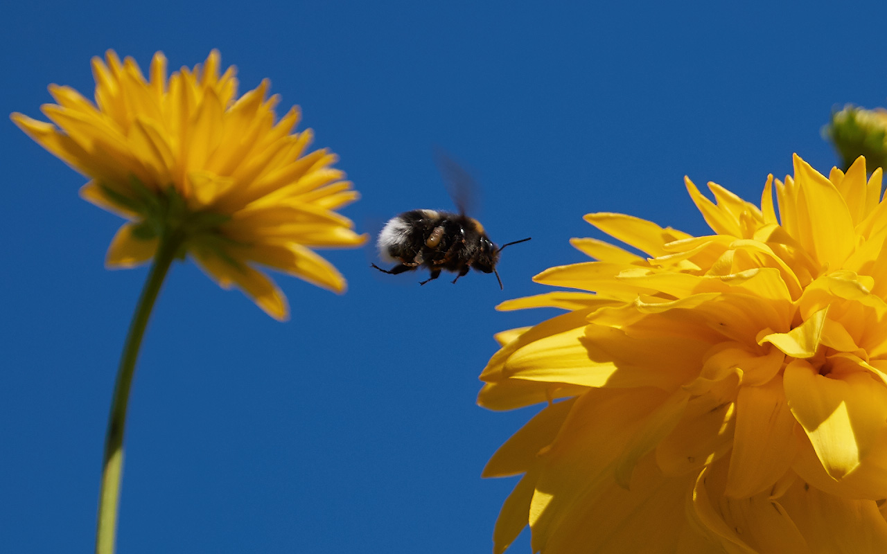 photo "Flight of the Bumblebee" tags: macro and close-up, nature, Bumblebee, insect, шмель