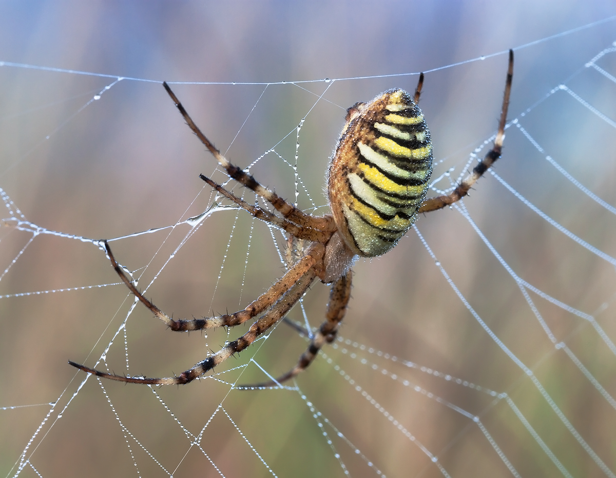 photo "***" tags: macro and close-up, 