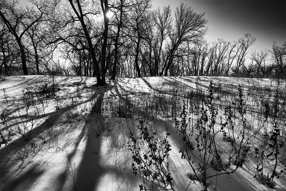 фото "Лесные тени" метки: пейзаж, черно-белые, 