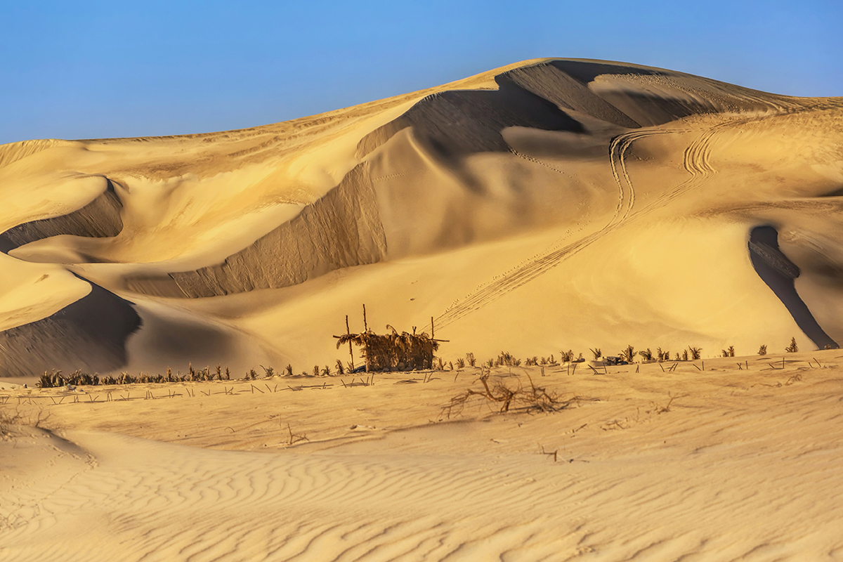 photo "Bedouin garden" tags: landscape, travel, desert, Сахара, песок