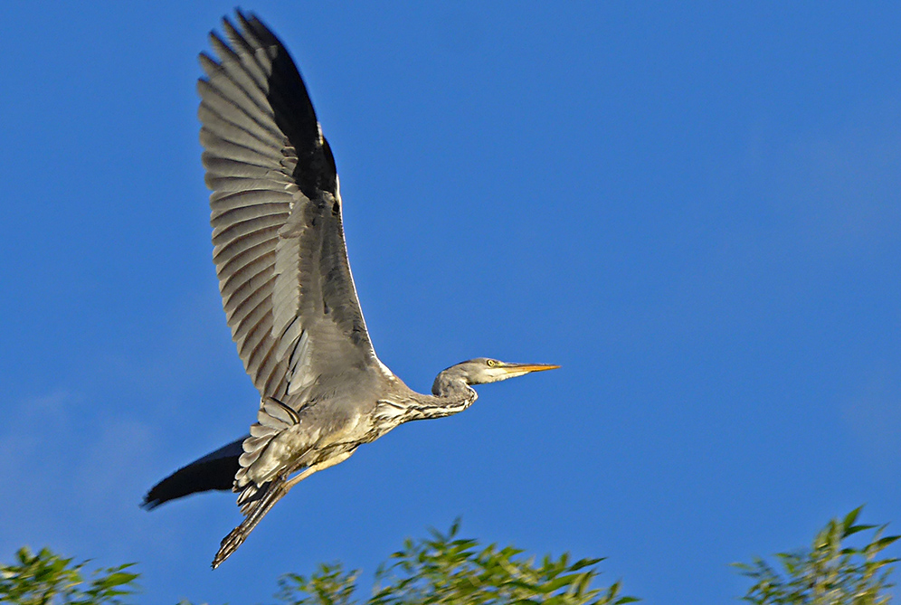 photo "Get out of here.." tags: nature, reporting, 