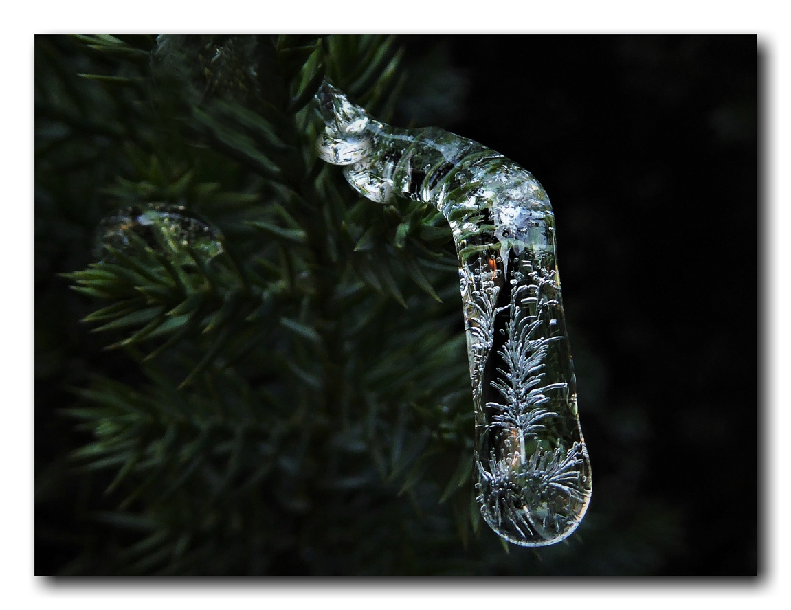 photo "***" tags: nature, macro and close-up, 