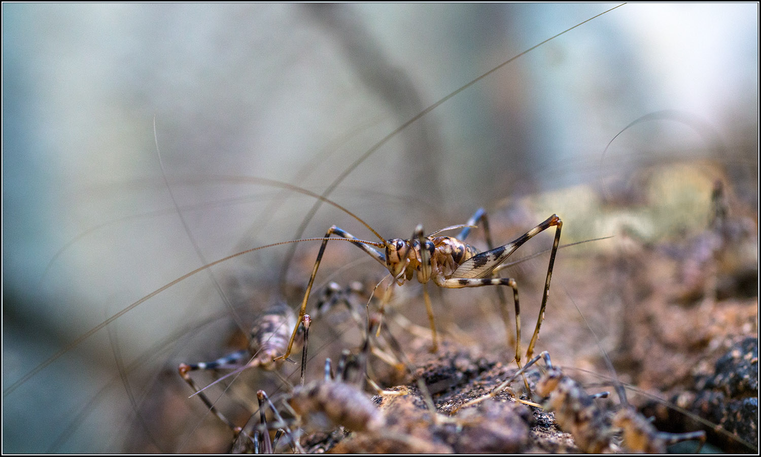 photo "***" tags: macro and close-up, nature, 