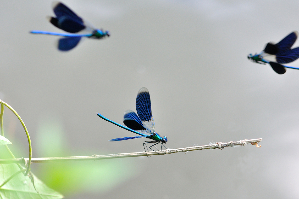 photo "***" tags: nature, macro and close-up, 