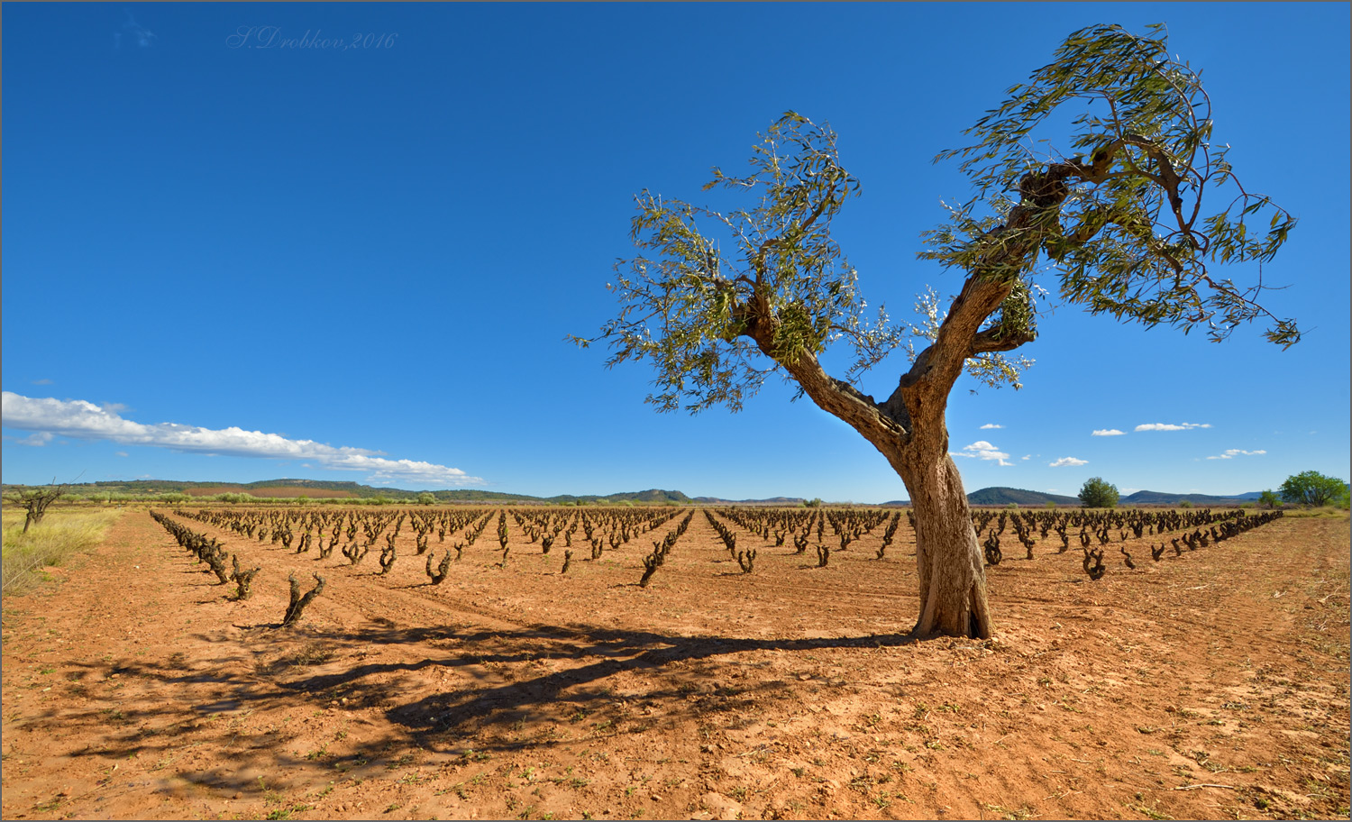 photo "Mirlo blanco" tags: landscape, nature, Europe, clouds, mountains, spring, tree, полдень