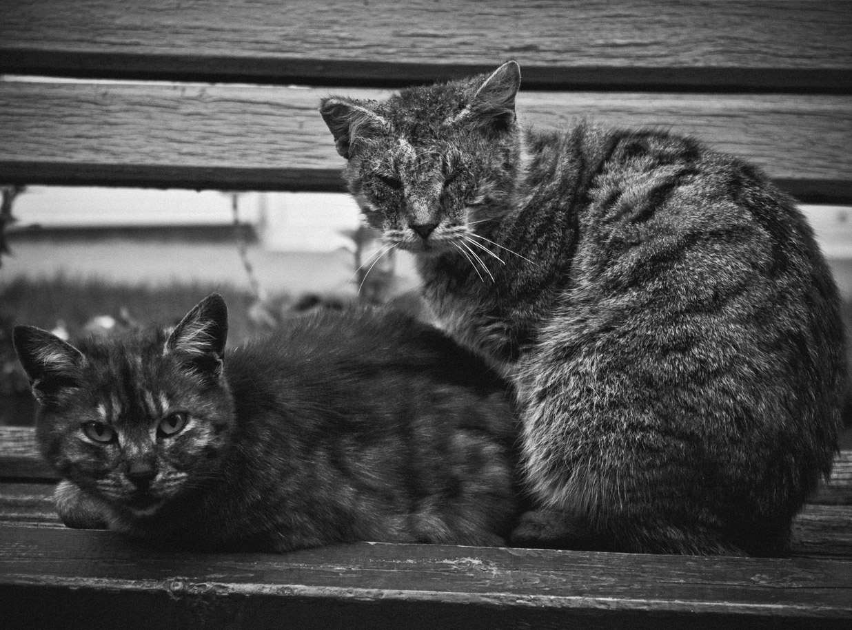 photo "хозяева улиц" tags: misc., black&white, street, cat, tomcat, животное, коты, котэ, кошки