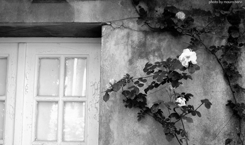 фото "window and roses" метки: черно-белые, 