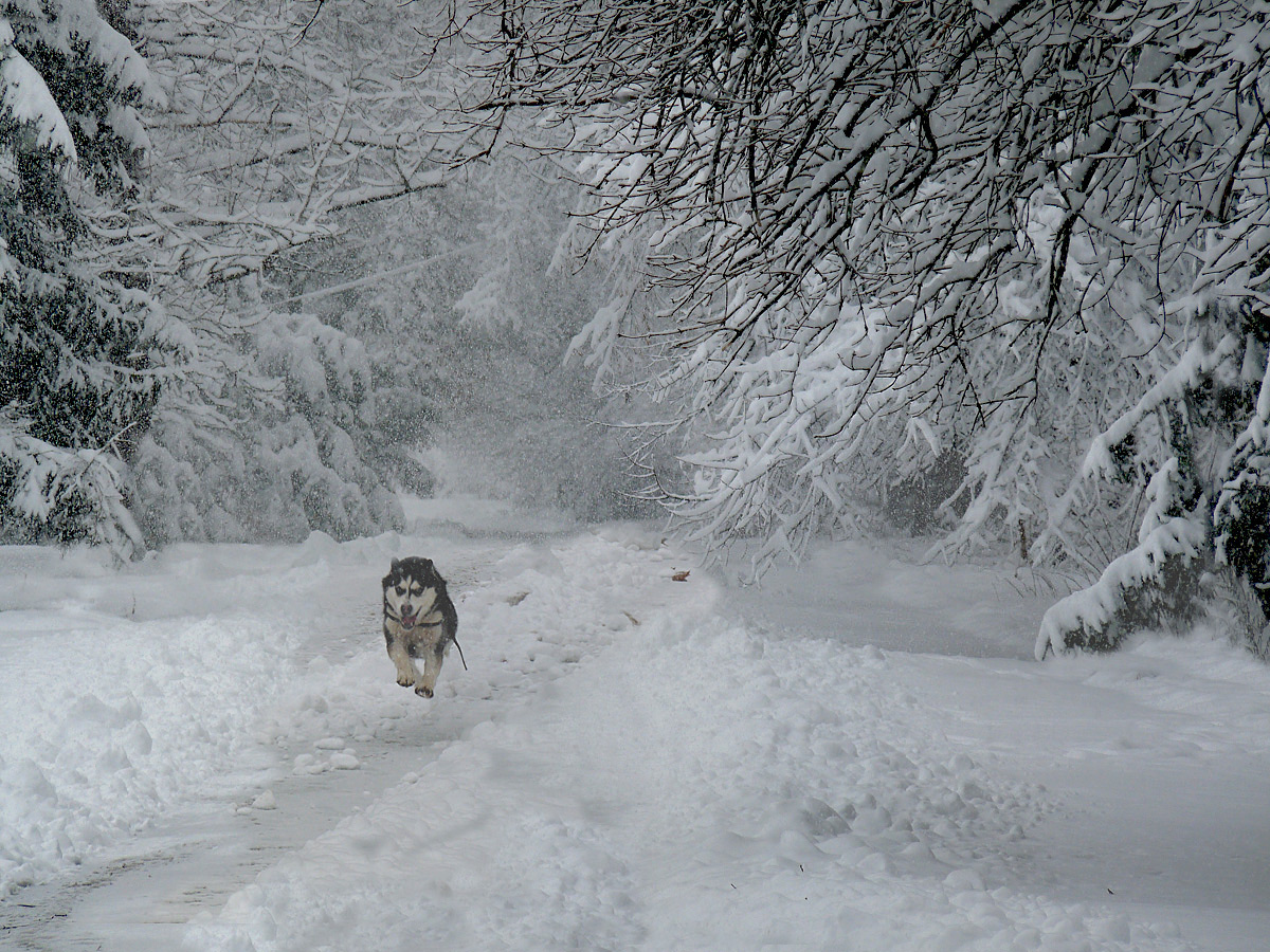 photo "***" tags: landscape, winter