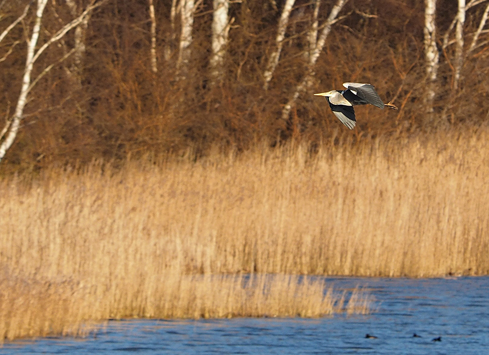 photo "Going home" tags: landscape, nature, portrait, 