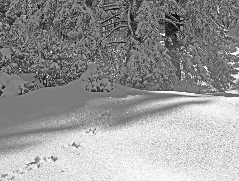 photo "Trax" tags: landscape, black&white, nature, animal tracks
season. landscap, california, mountains, snow, winter