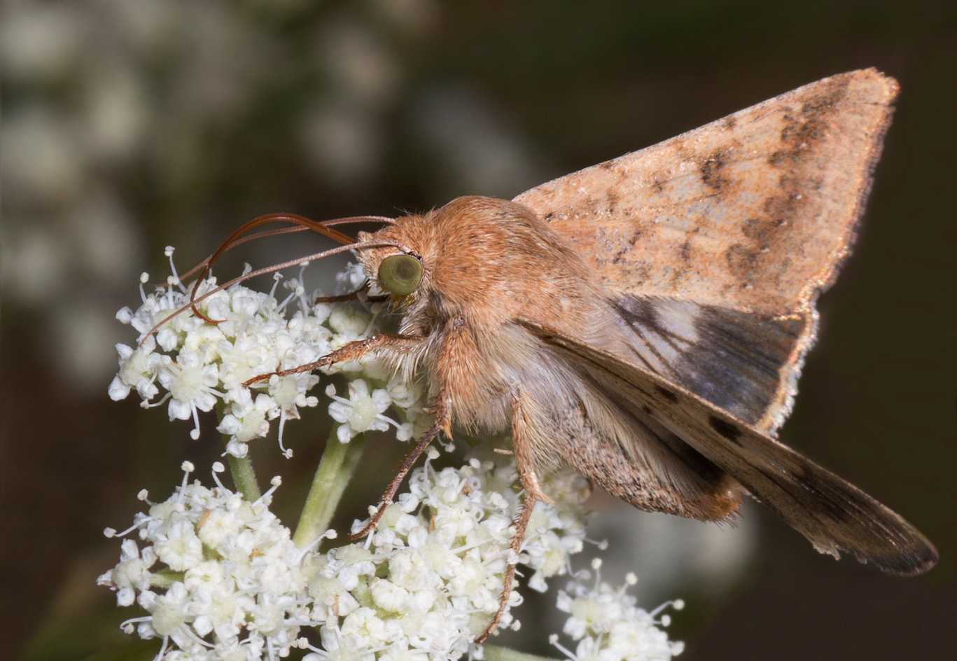 photo "***" tags: macro and close-up, 