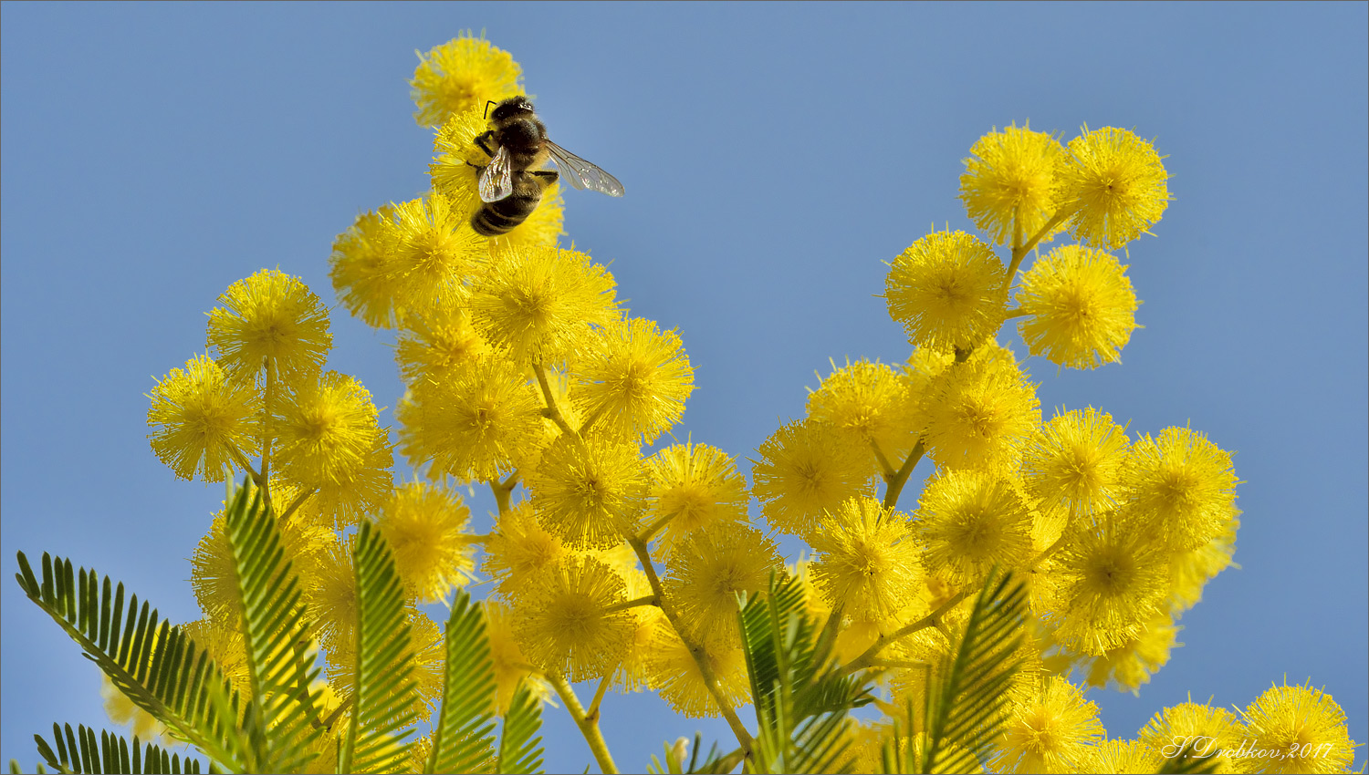 photo "Mimosa en enero" tags: nature, macro and close-up, Europe, flowers, insect, spring, wild animals, winter