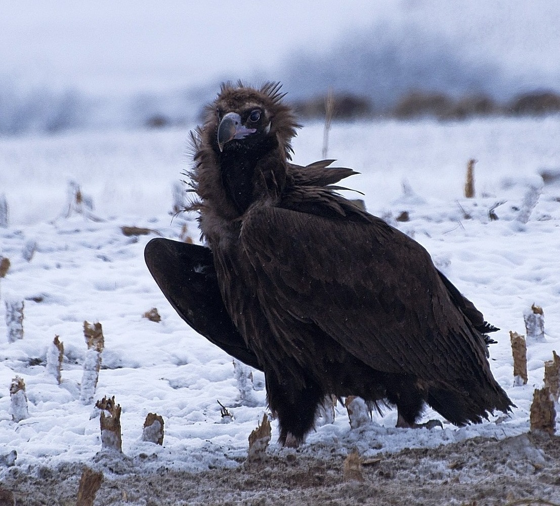 photo "***" tags: nature, wild animals, горы снег зима, гриф