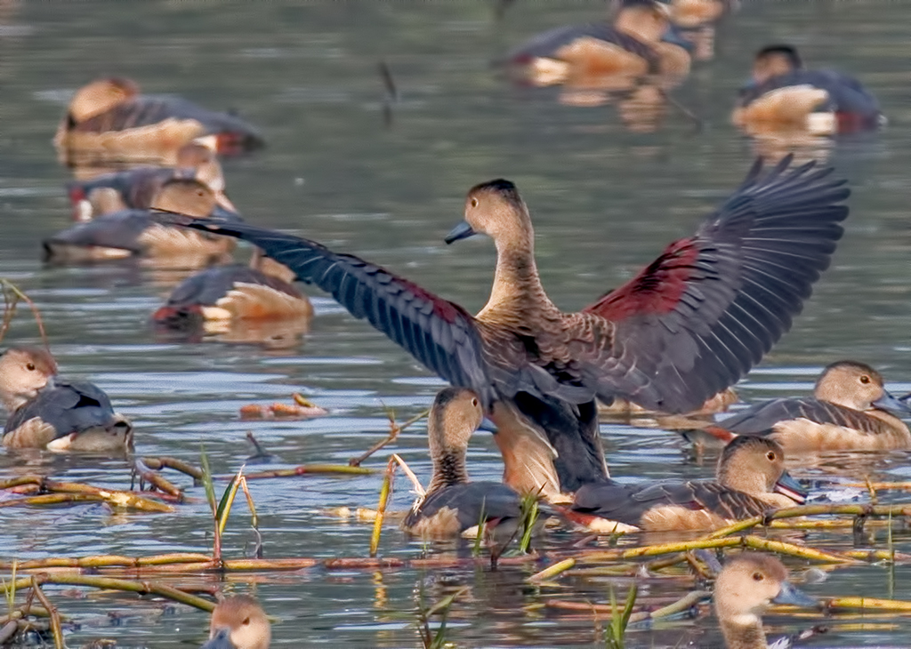 photo "Lesser whistling duck" tags: nature, ducks