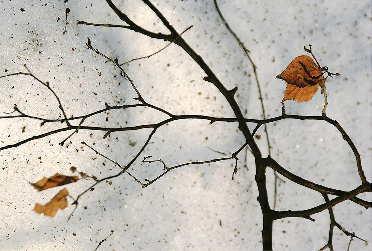 photo "October, November and December" tags: still life, nature, 