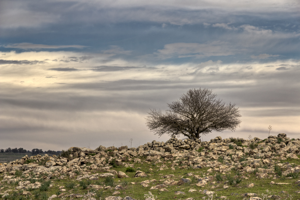 photo "***" tags: landscape, Israel, tree, winter, Голанские высоты