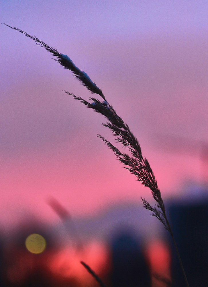 photo "***" tags: nature, 
