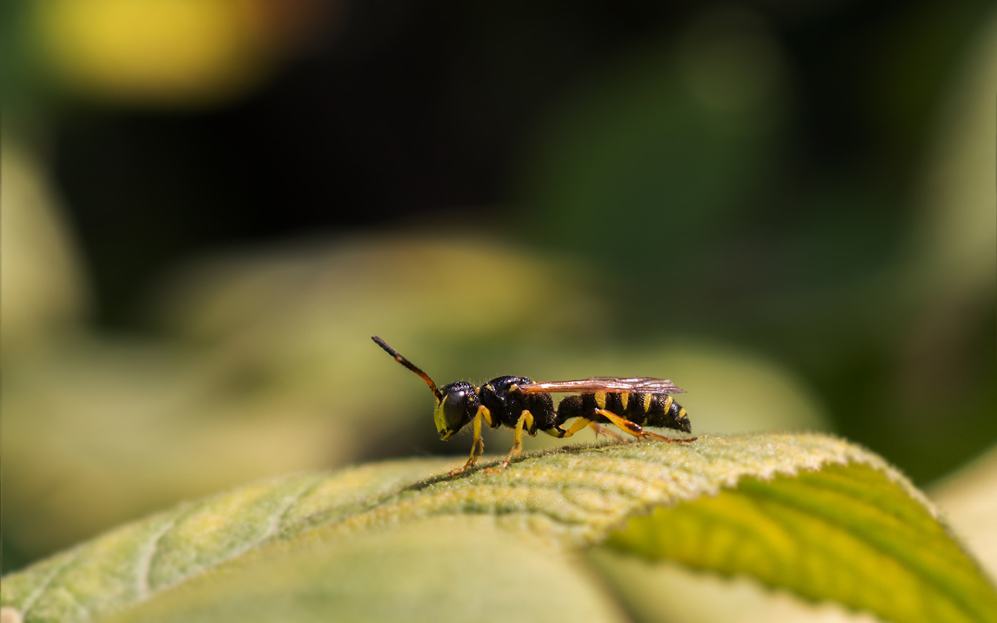 photo "***" tags: macro and close-up, nature, оса