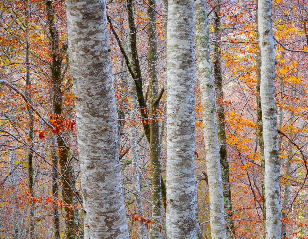 photo "couleur d'automne" tags: nature, autumn, fine art, forest, nature photography, tree, vegetal, wood