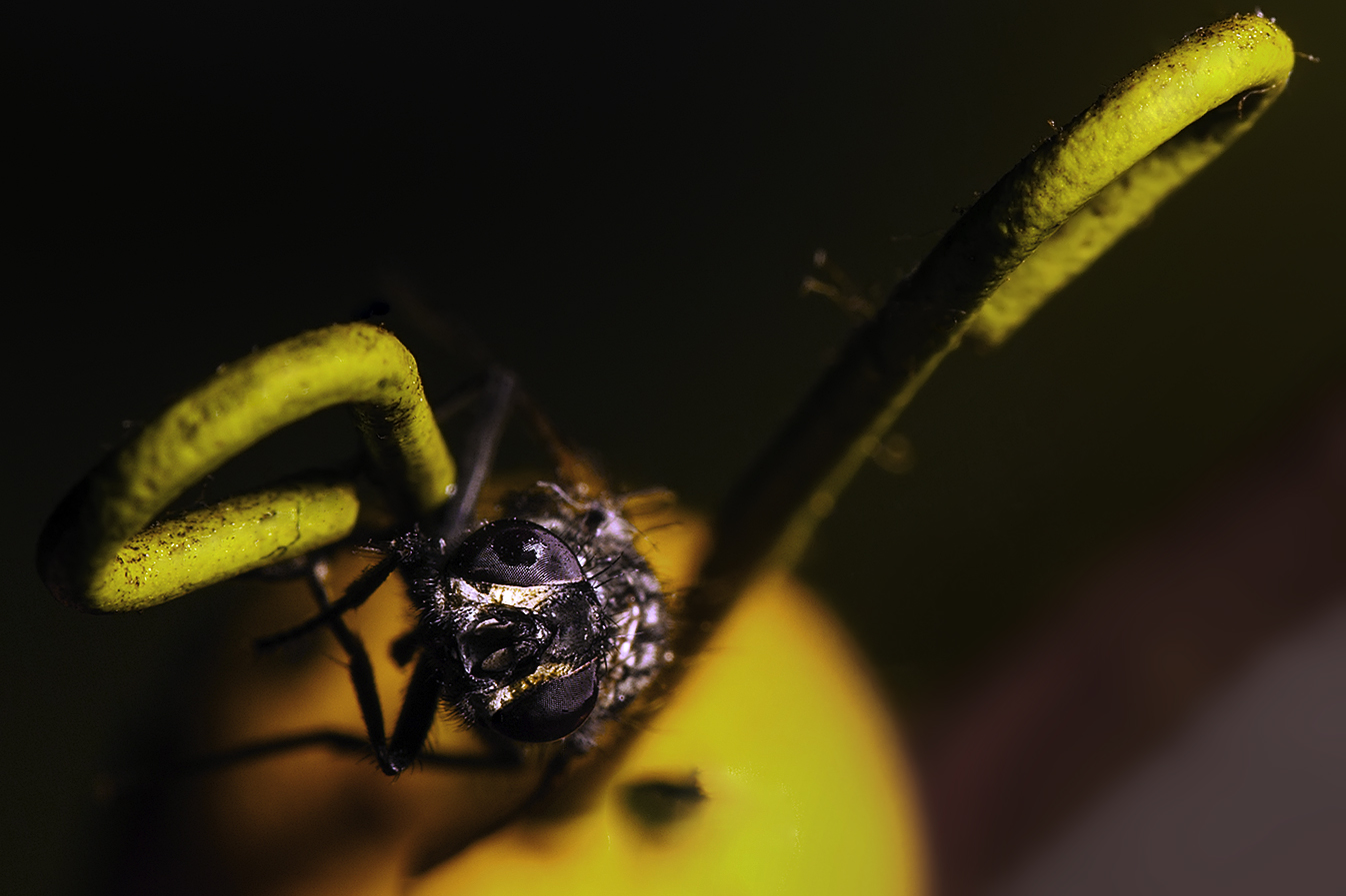 photo "***" tags: macro and close-up, 