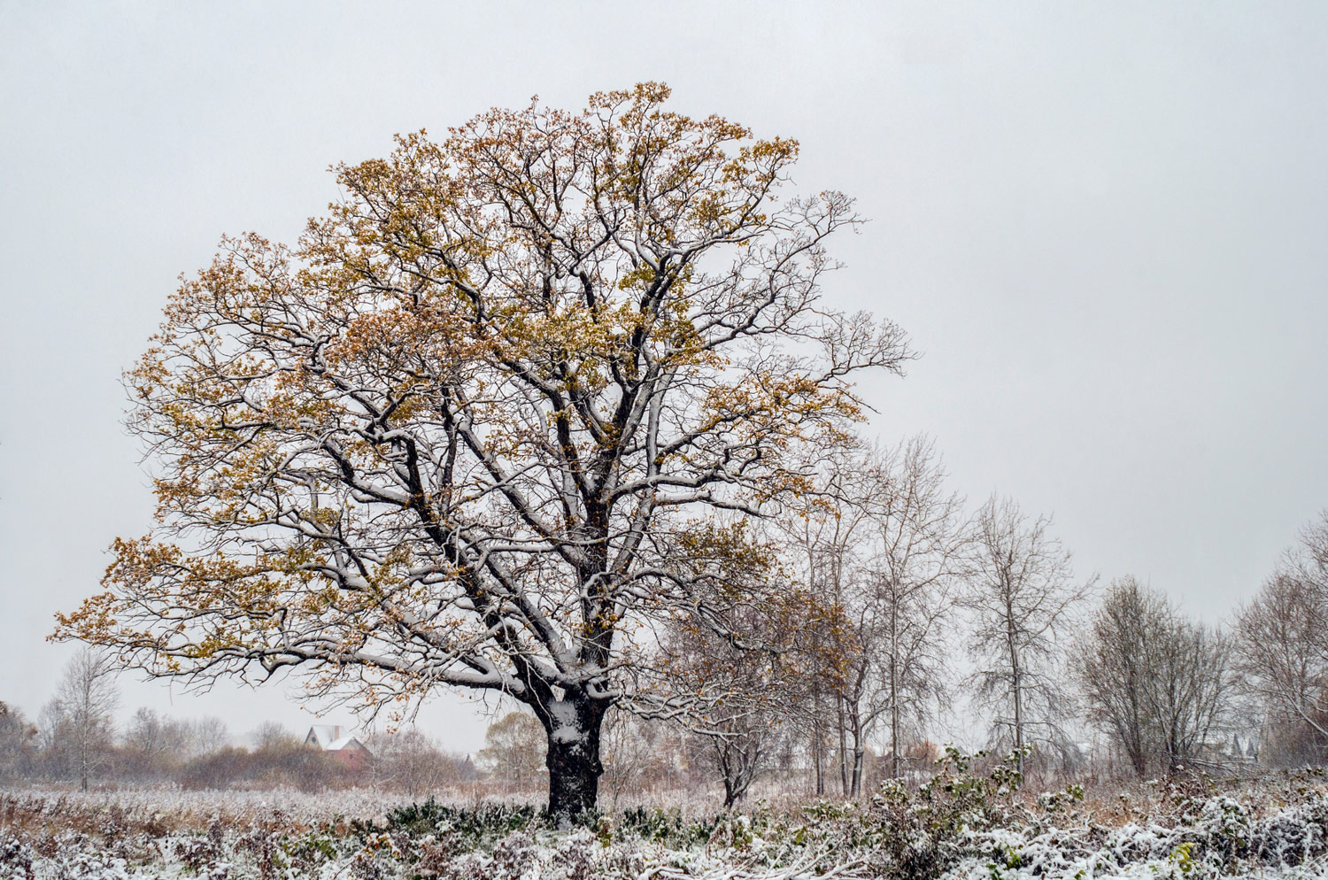 photo "***" tags: landscape, nature, 