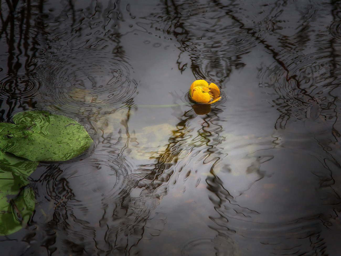 photo "***" tags: nature, macro and close-up, 