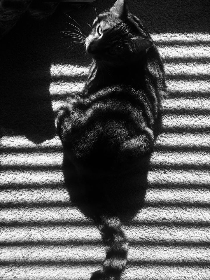 photo "Shadow Cat" tags: black&white, portrait, cat, light, pet, shadow, stripes, window light