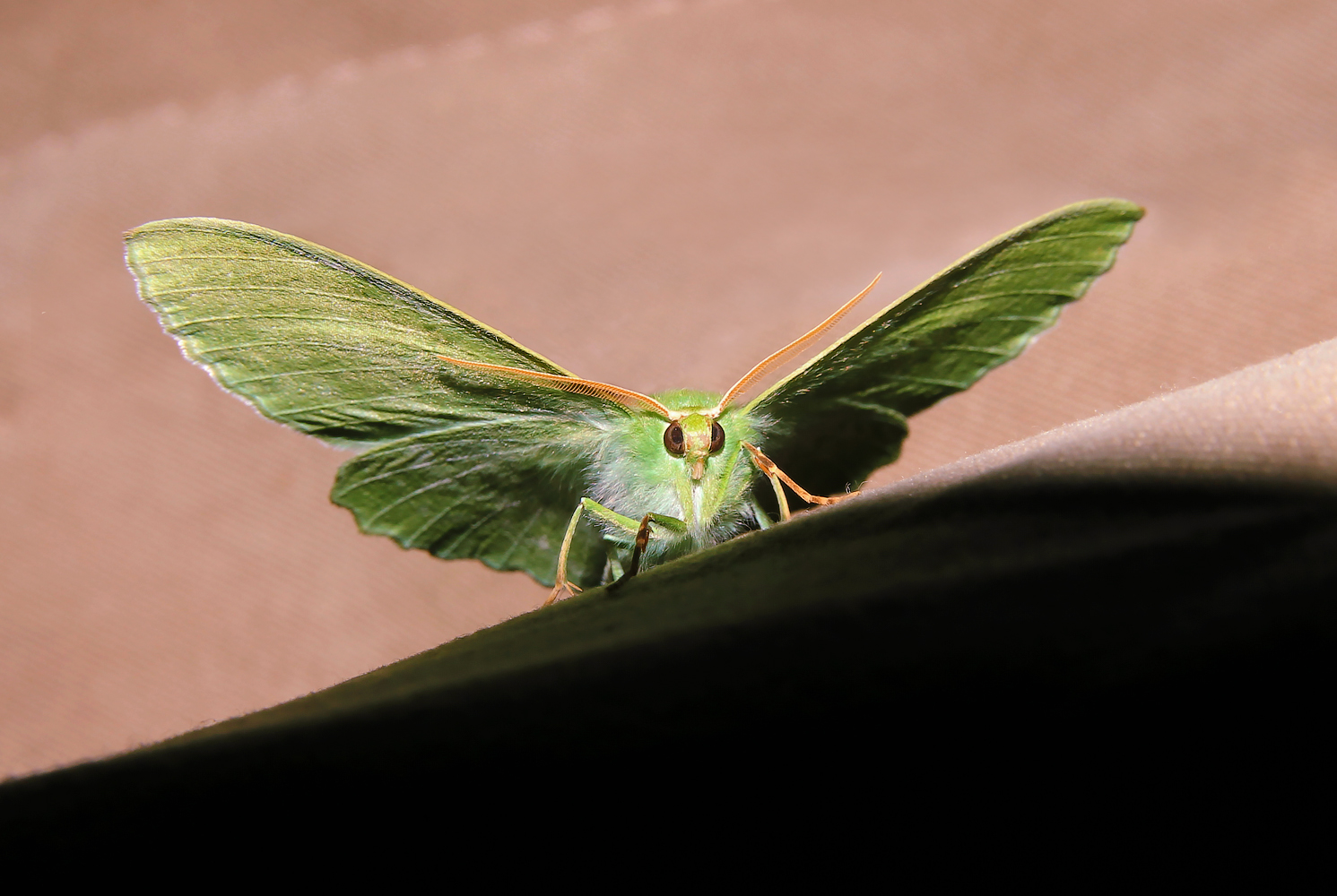 photo "***" tags: macro and close-up, 