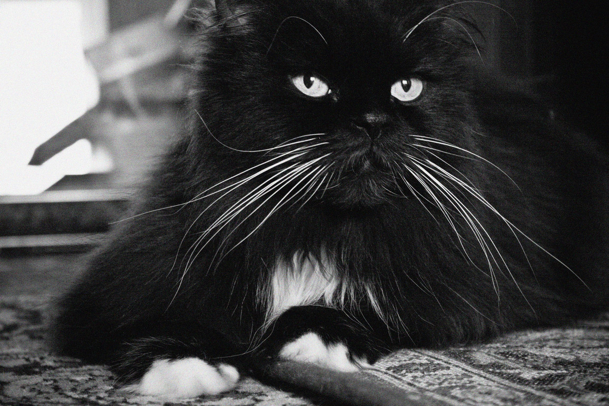 photo "Тайсон" tags: misc., black&white, nature, cat, tomcat, животное, коты, котэ, кошки