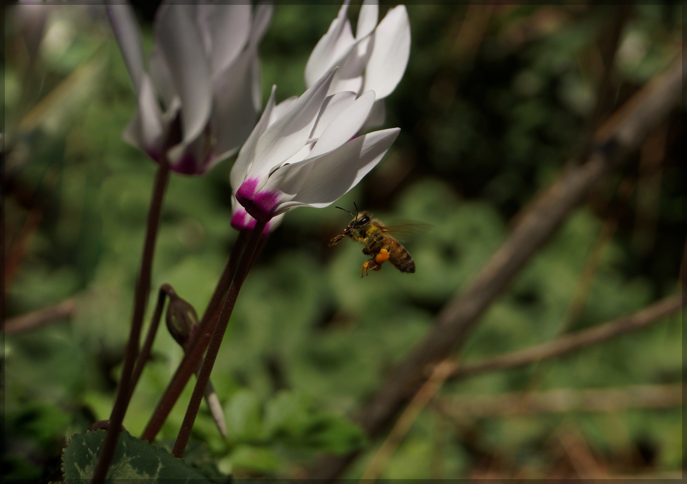 photo "***" tags: macro and close-up, пчела, цикламен
