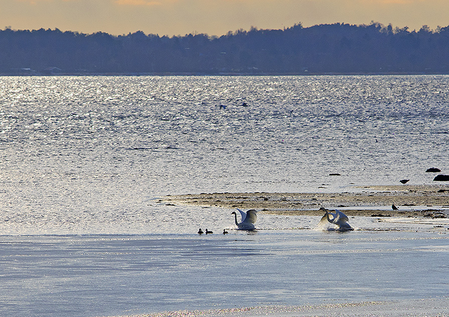 photo "Swans down" tags: nature, landscape, reporting, 