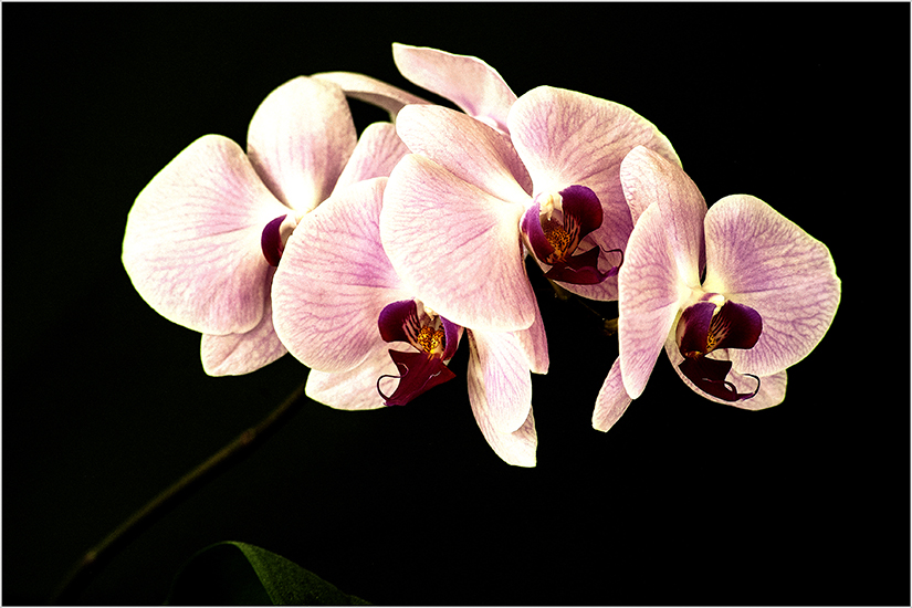 photo "***" tags: still life, macro and close-up, 