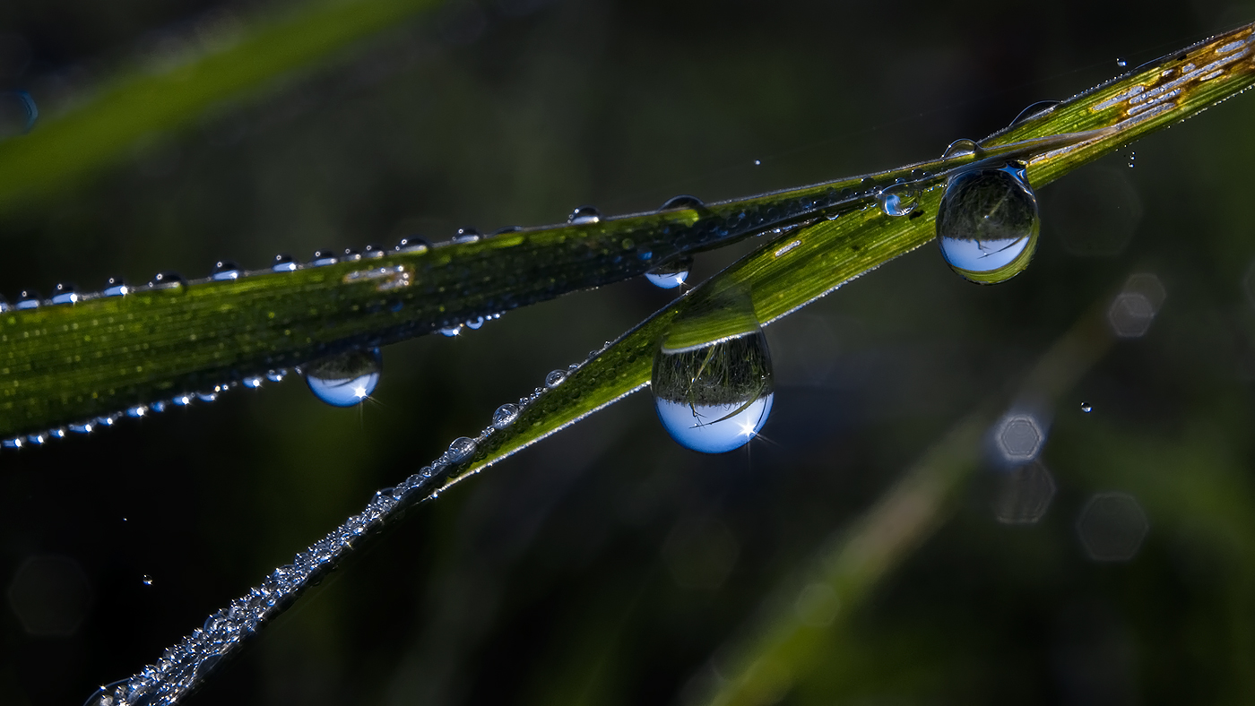 photo "***" tags: macro and close-up, 