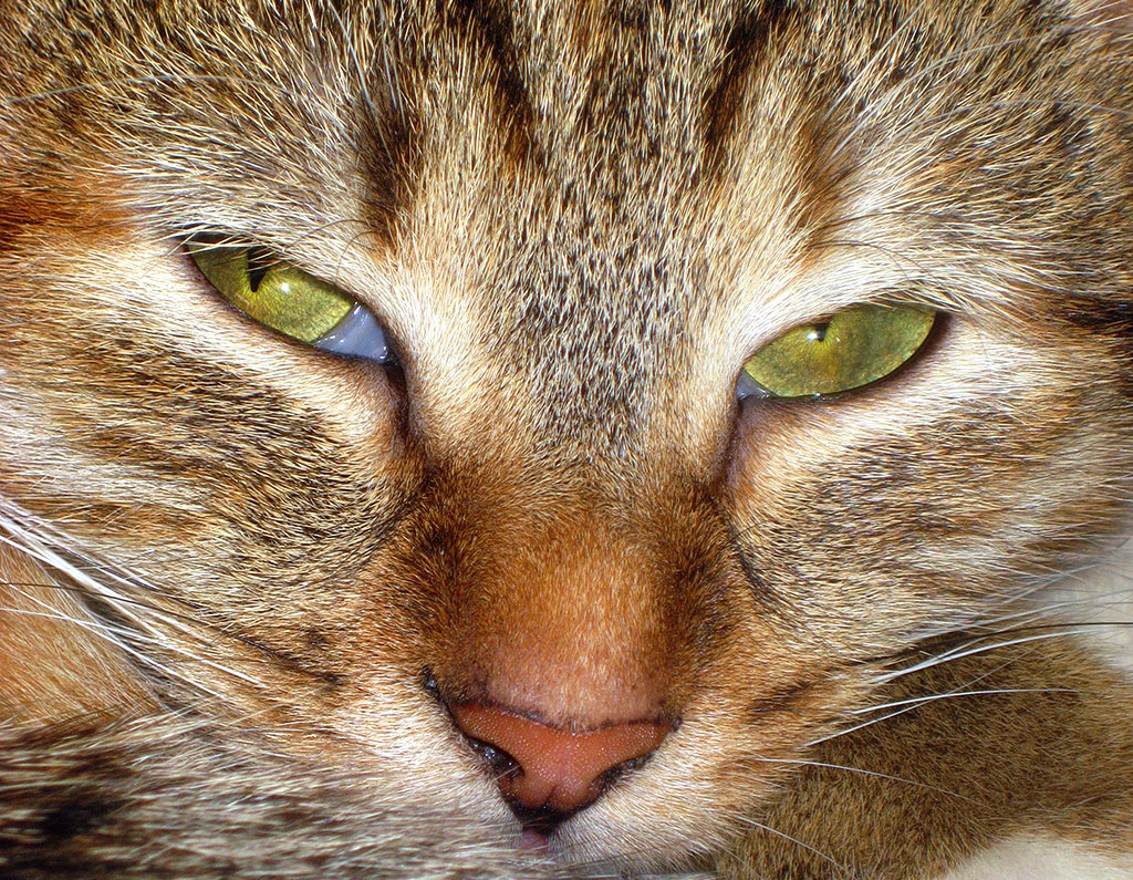 photo "***" tags: macro and close-up, cat