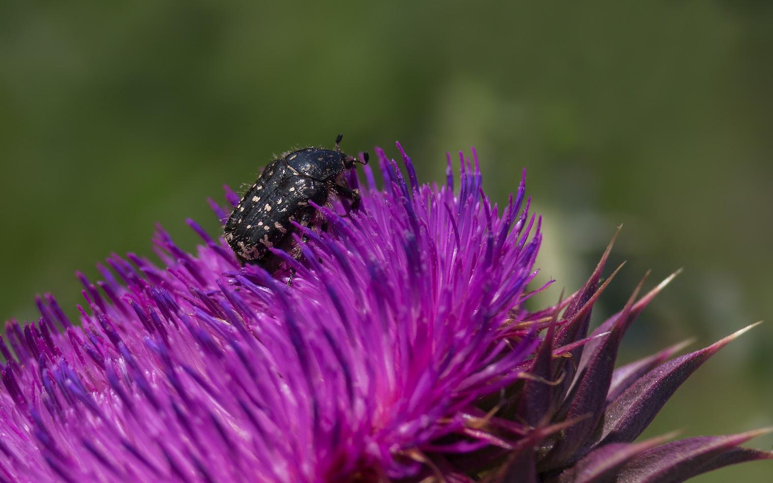 photo "***" tags: macro and close-up, 