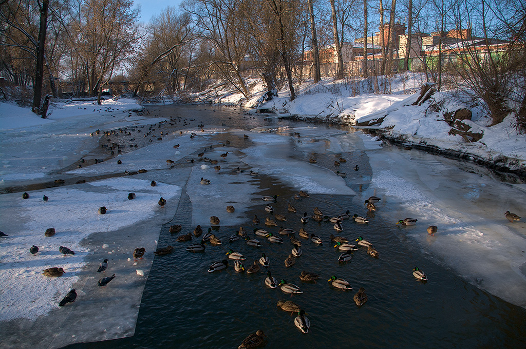 photo "***" tags: landscape, nature, reporting, river, water, wild animals, winter, Десна, деревья