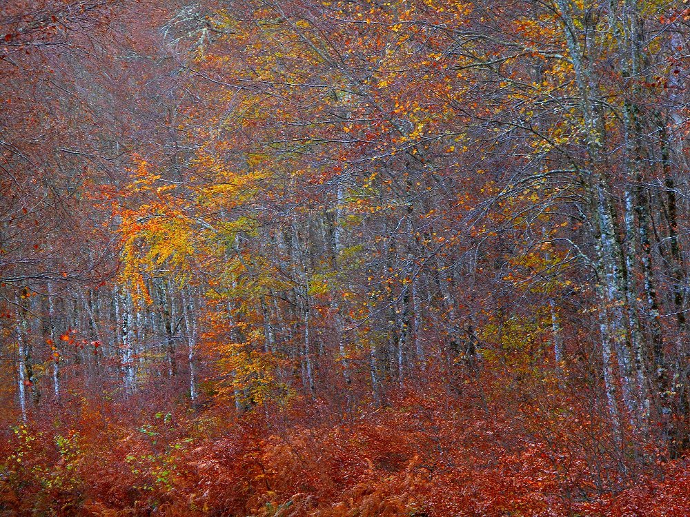 photo "couleur d'automne" tags: nature, landscape, Art, artistic, autumn, color, creation, fine art, forest, impressionism, landscapes, tree, vegetal, wood