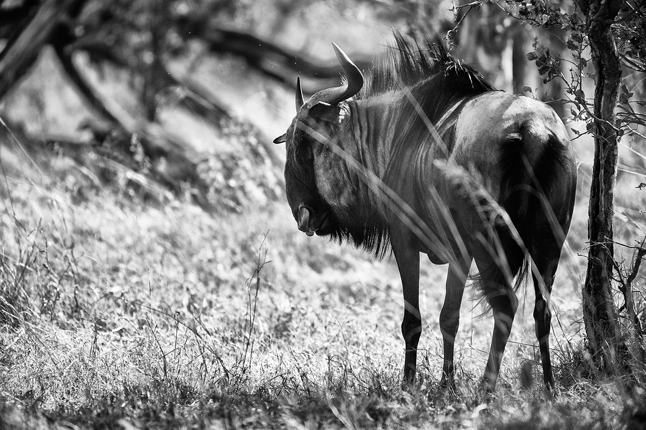 фото "Blue wildebest" метки: природа, черно-белые, Африка, дикие животные