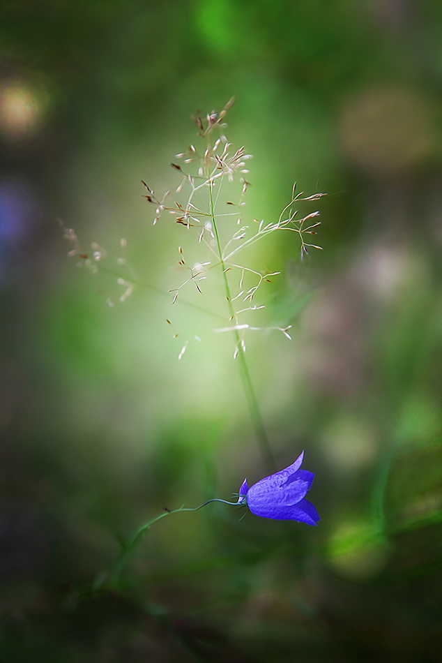 photo "***" tags: macro and close-up, nature, 