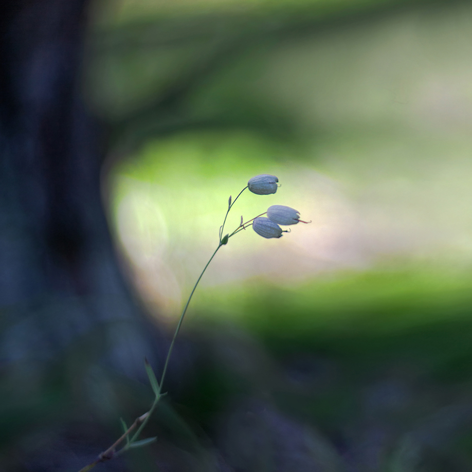 photo "***" tags: macro and close-up, nature, 