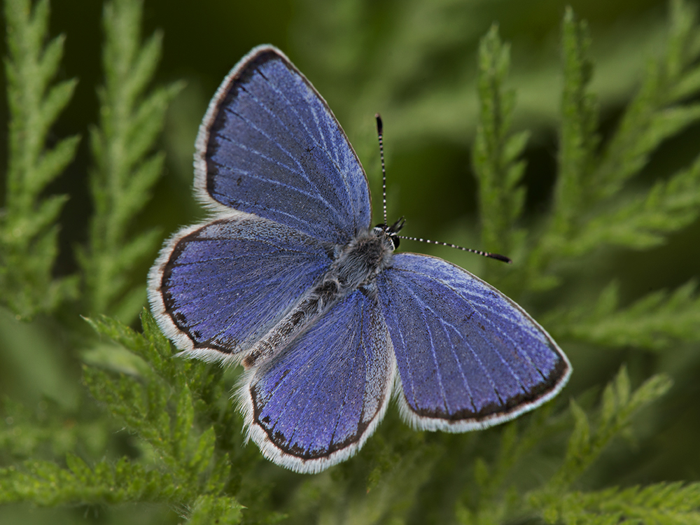 фото "Аргиад или голубянка весенняя хвостатка" метки: макро и крупный план, бабочки