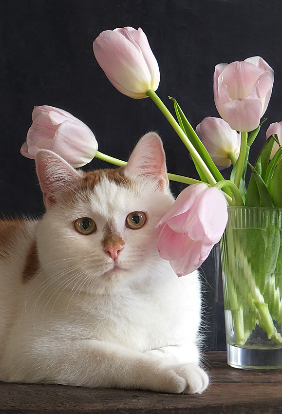 фото "Поздравление от Ёжика" метки: натюрморт, разное, кот, тюльпаны