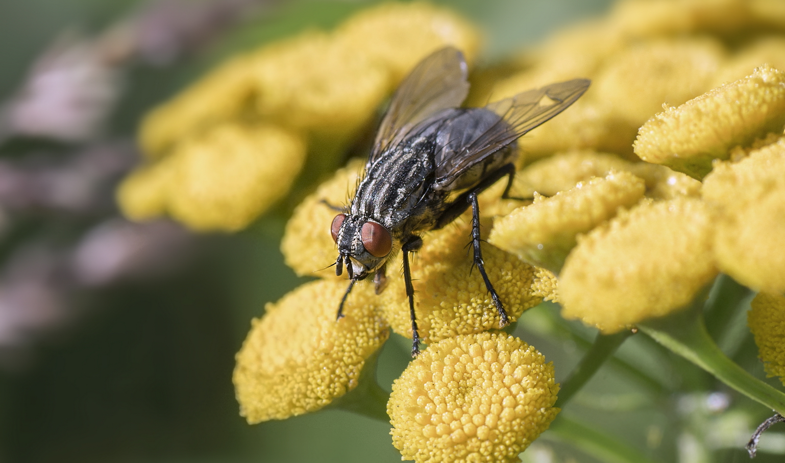 photo "***" tags: macro and close-up, 