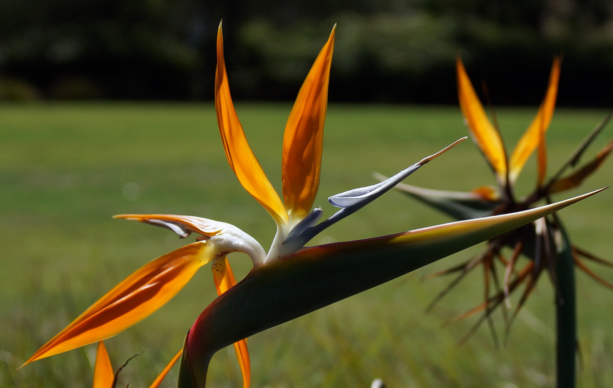 photo "***" tags: nature, macro and close-up, 