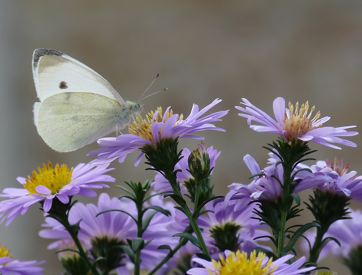 photo "***" tags: macro and close-up, insect