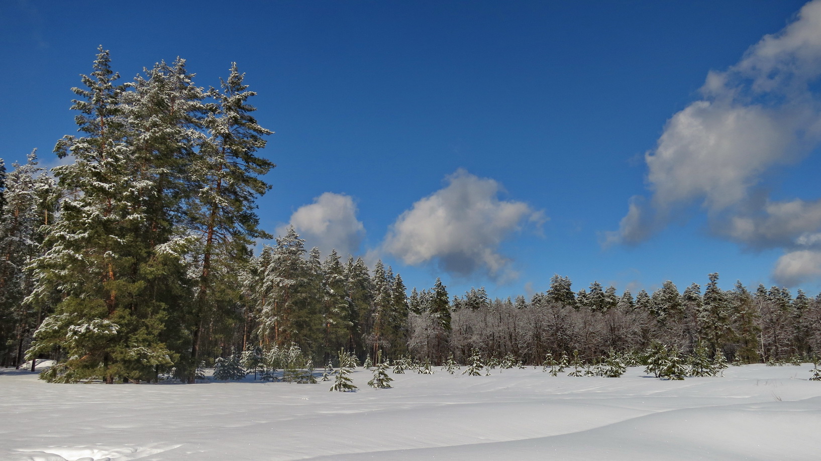 фото "Зима" метки: пейзаж, природа, зима, снег