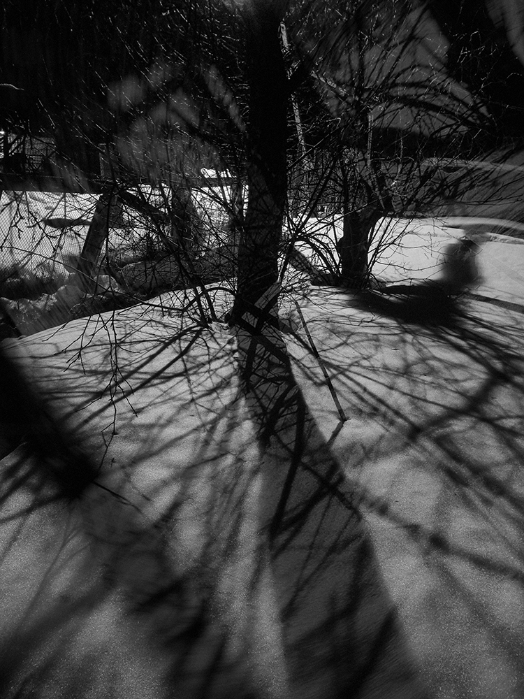 фото "Блуждают тени" метки: природа, черно-белые, разное, деревья, зима, монохром, ночь, село, снег